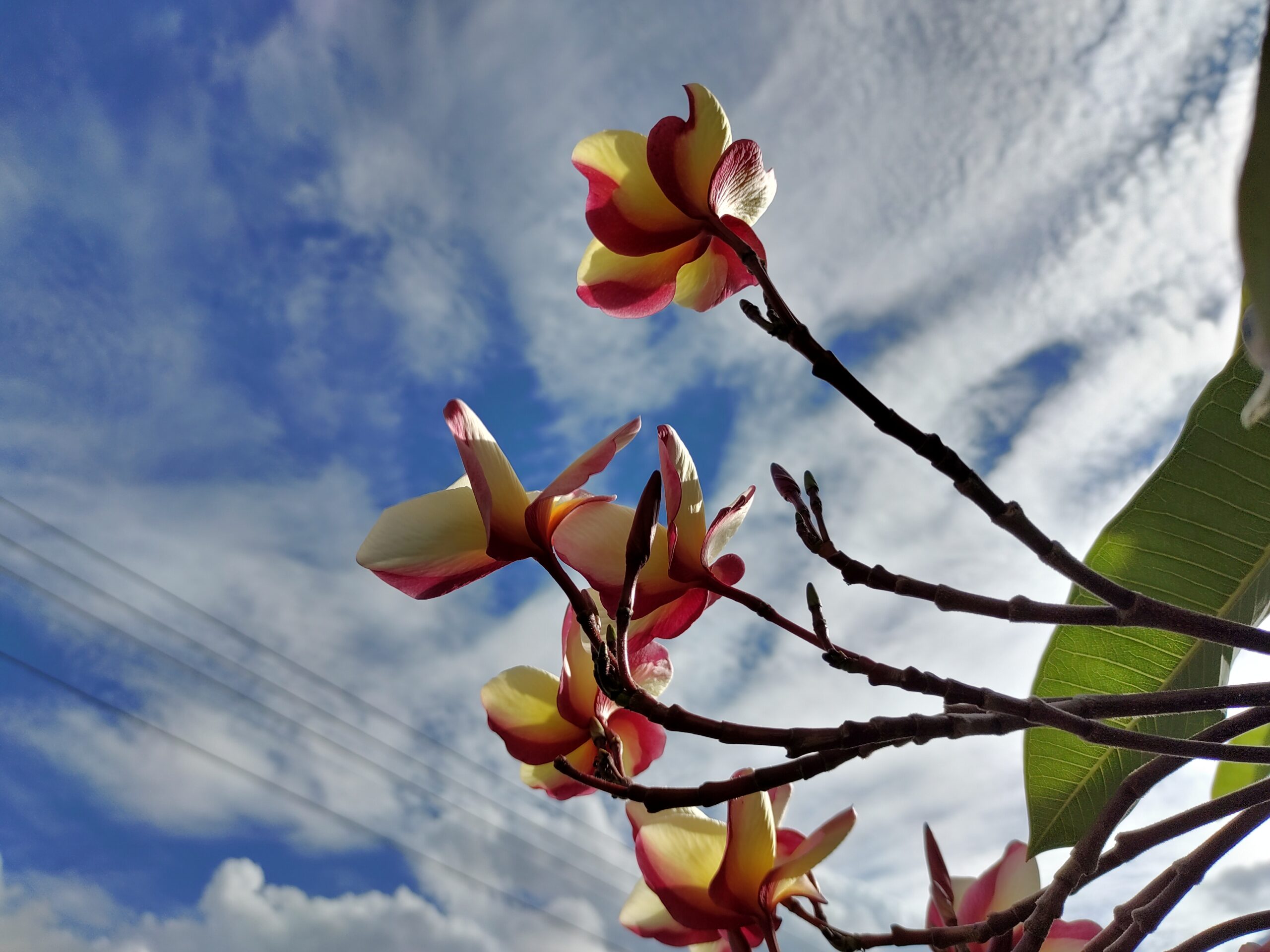 A picture containing sky, outdoor, tree, plant Description automatically generated